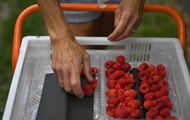Україна вперше імпортувала малину в США і Канаду