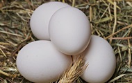 Канада відкрила свій ринок для українських яєць
