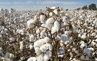 Виробникам бавовнику платитимуть 10 тисяч за гектар