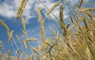У Росії експорт зерна обвалився на чверть
